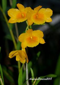 Dendrobium chryseum