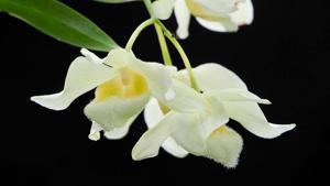 Dendrobium pulchellum