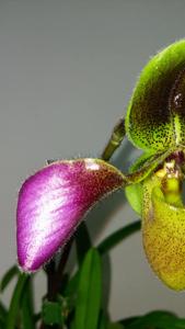 Paphiopedilum hirsutissimum