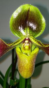 Paphiopedilum hirsutissimum