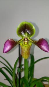 Paphiopedilum hirsutissimum