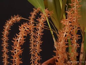 Coelogyne convallariiformis