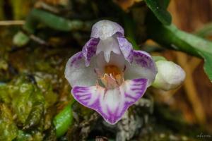 Phalaenopsis appendiculata