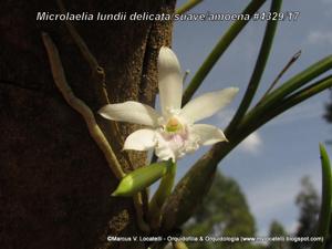 Cattleya lundii