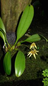 Bulbophyllum brevibrachiatum