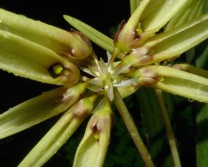 Bulbophyllum brevibrachiatum