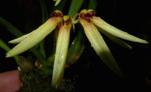 Bulbophyllum brevibrachiatum