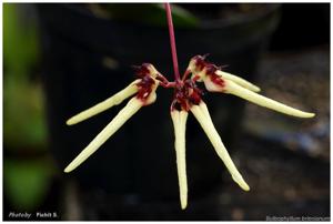 Bulbophyllum brienianum