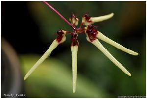 Bulbophyllum brienianum