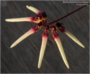 Bulbophyllum brienianum