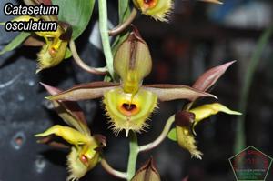 Catasetum osculatum