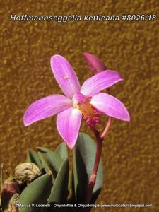 Cattleya kettieana