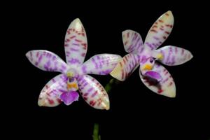 Phalaenopsis lueddemanniana