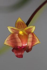 Bulbophyllum capillipes