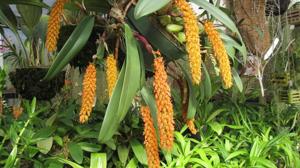 Bulbophyllum careyanum