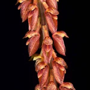 Bulbophyllum careyanum