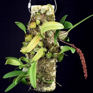 Bulbophyllum careyanum
