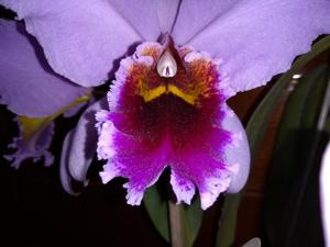 Cattleya percivaliana