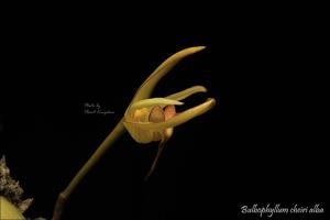Bulbophyllum cheiri