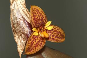 Bulbophyllum cheiropetalum