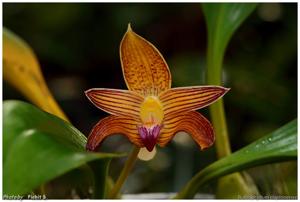 Bulbophyllum claptonense