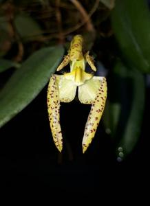 Bulbophyllum lasiochilum