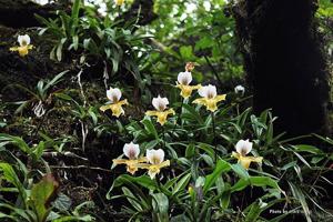 Paphiopedilum vejvarutianum