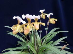 Paphiopedilum vejvarutianum