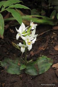Pecteilis hawkesiana