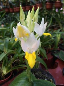 Pecteilis hawkesiana