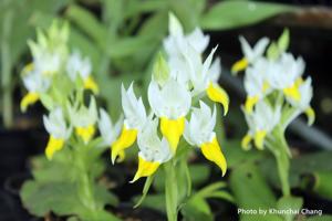 Pecteilis hawkesiana