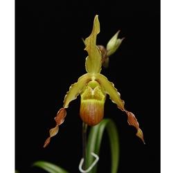 Phragmipedium brasiliense