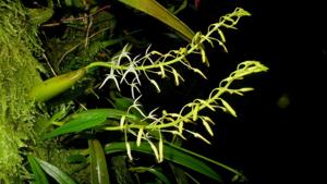 Bulbophyllum compressum