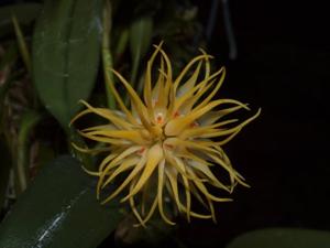 Bulbophyllum concinnum