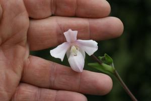 Phragmipedium andreettae