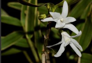 Dendrobium moniliforme