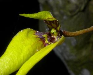 Bulbophyllum contortisepalum