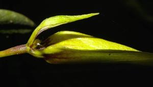 Bulbophyllum contortisepalum