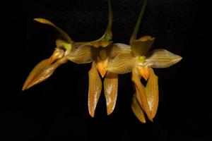 Bulbophyllum cootesii