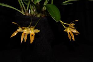 Bulbophyllum cootesii