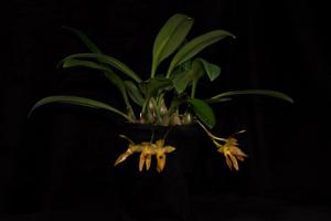 Bulbophyllum cootesii