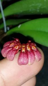 Bulbophyllum corolliferum