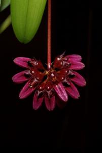 Bulbophyllum corolliferum