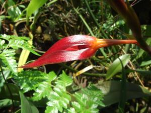 Bulbophyllum cryptophoranthus