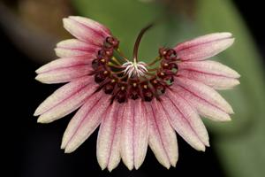 Bulbophyllum cumingii