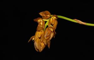 Bulbophyllum cupreum