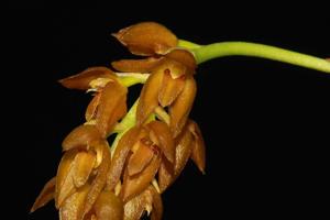 Bulbophyllum cupreum