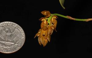 Bulbophyllum cupreum