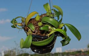 Bulbophyllum cupreum