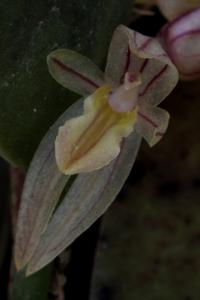 Pleurothallopsis striata